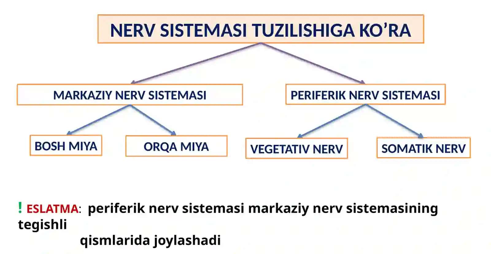NERV TIZIMINING YOSHGA OID FIZIOLOGIYASI VA GIGIYENASI 4