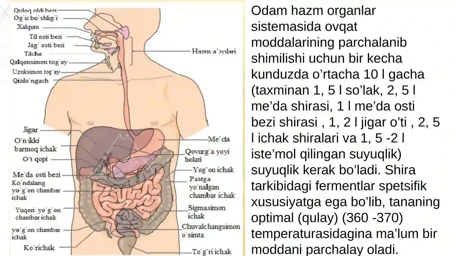 OVQAT HAZM QILISH SISTEMASI FIZIOLOGIYASI VA YOSHGA BOG'LIQ 4