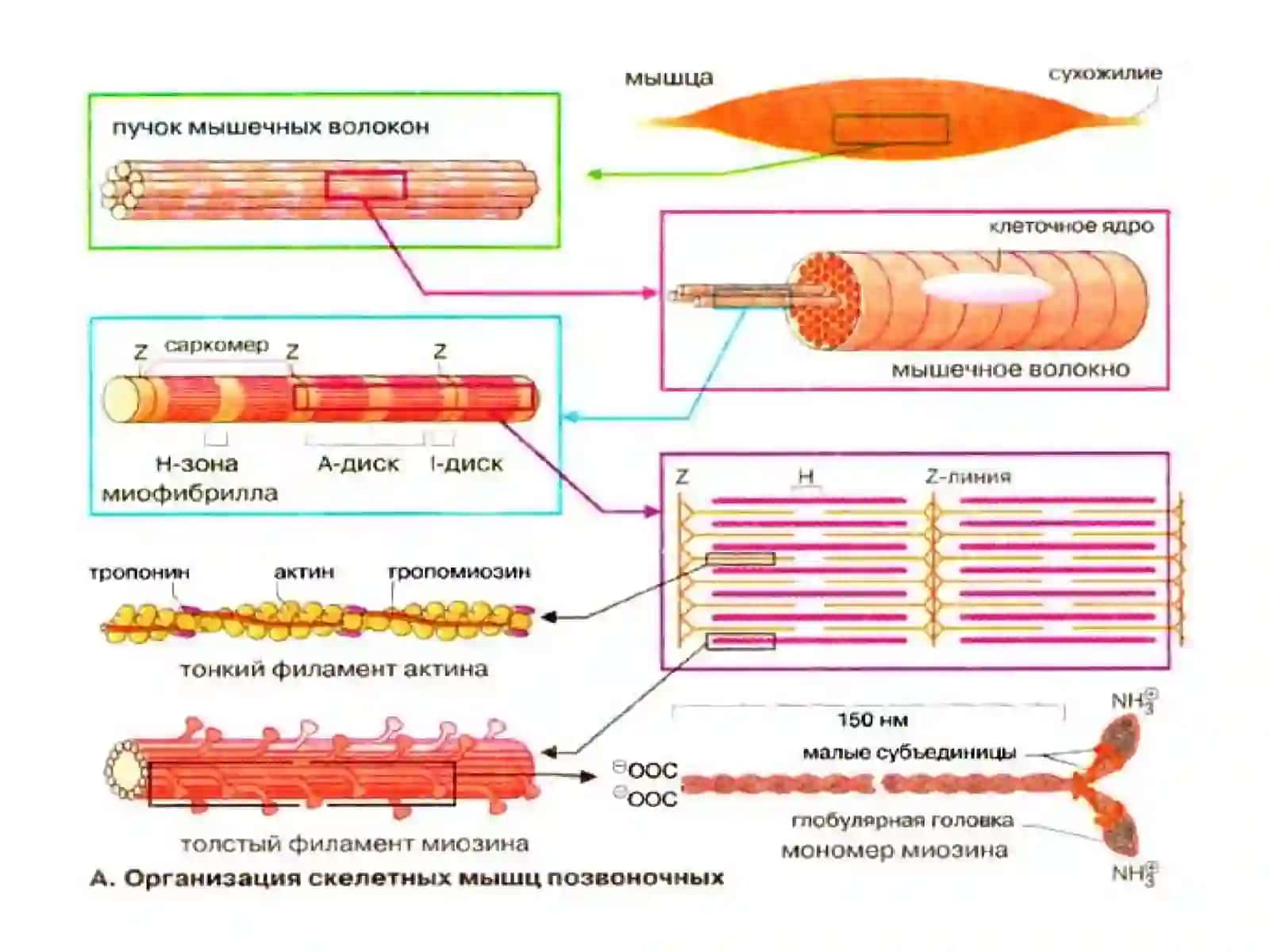 Биохимия мышц и сердечнососудистой системы 4
