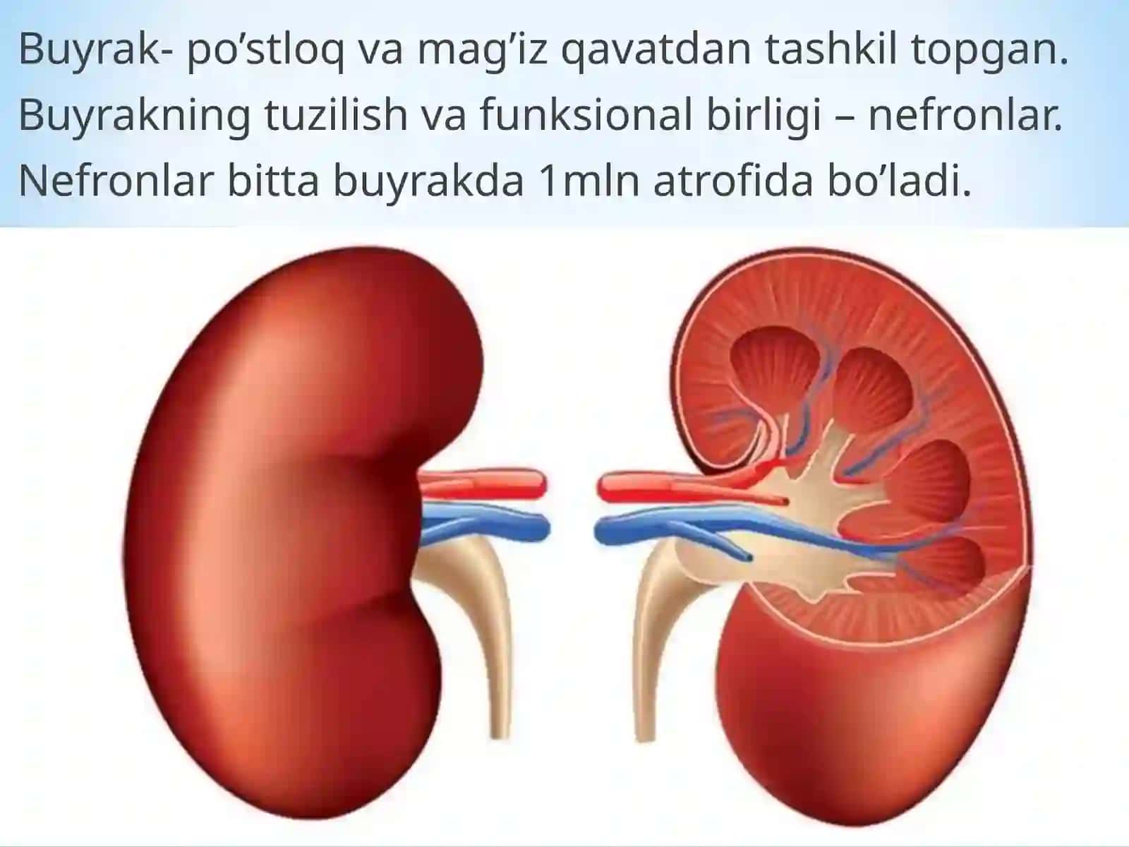 Bolalarda ayirish sisitemasi anatomik va fiziologik xususiyatlari 4