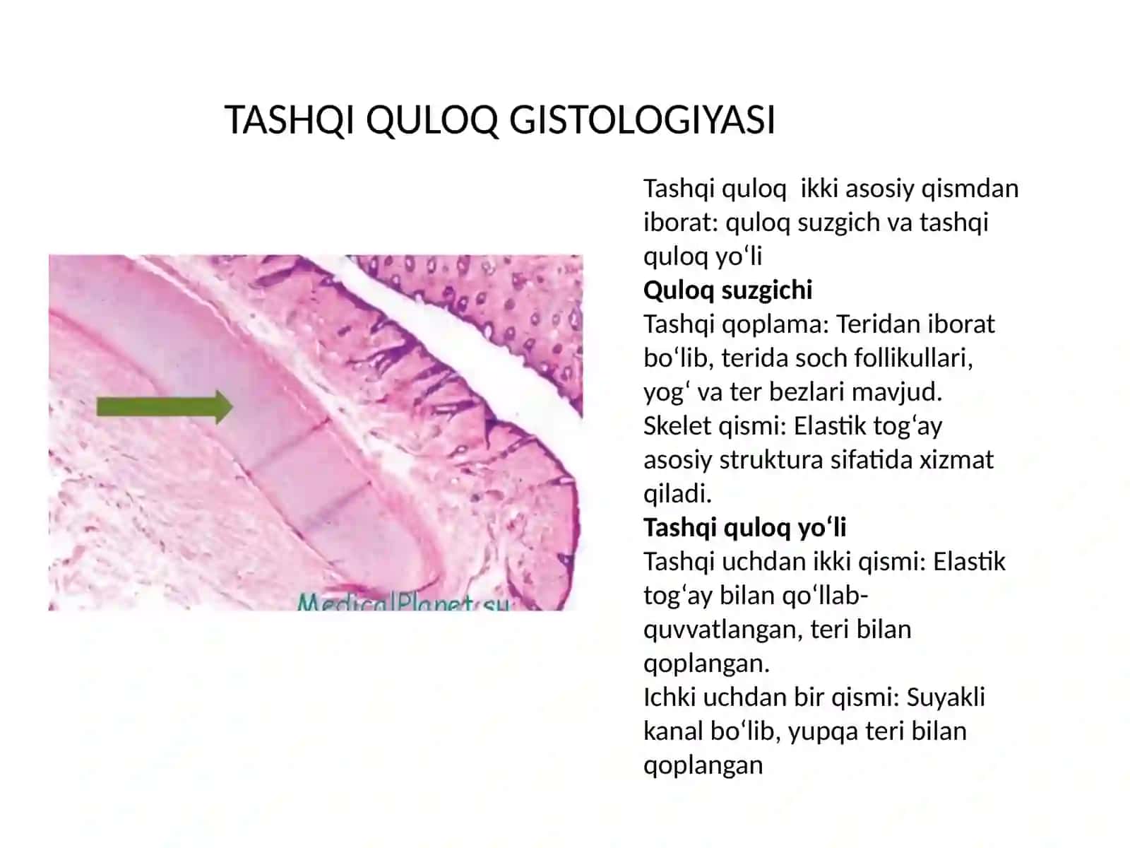 GISTOLOGIYADA ESHITISH VA MUVOZANAT A’ZOLARINING YOSHGA BOG’LIQ O’ZGARISHLARI 4