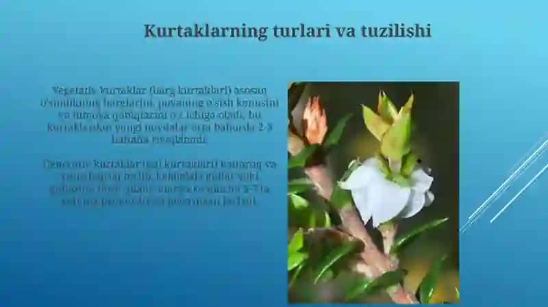 Novda va kurtakning tuzilishi Novda metamarfozi 4
