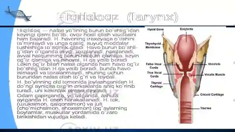 Ovqat hazm qilish tizimi organlarining tuzilishi 4