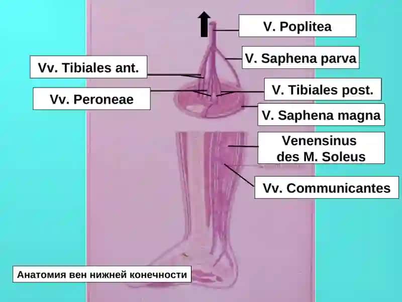 Oyoq venalarining varikoz kasalligi 4