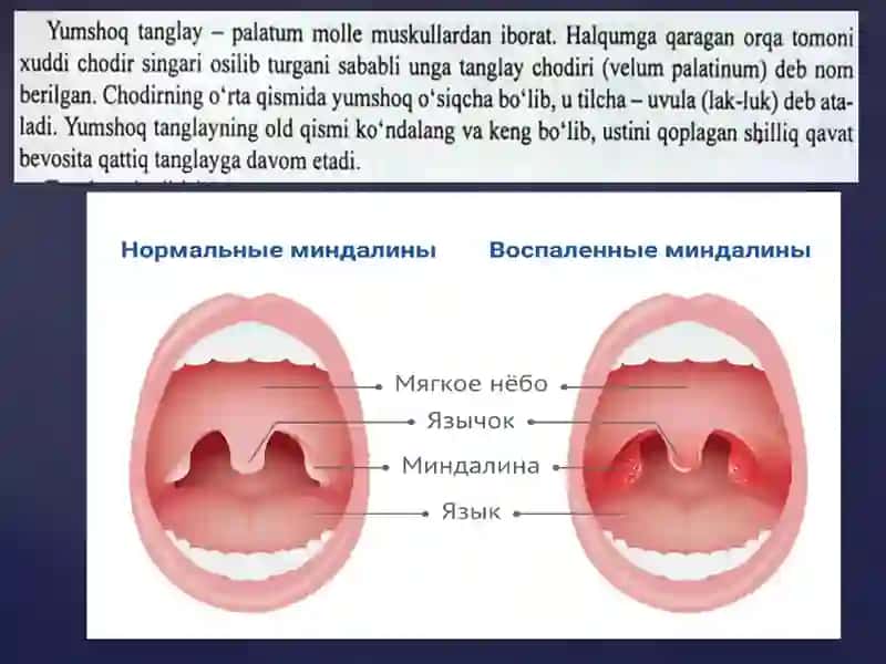 Og`izbo`shlig`i.Milklartuzilishi.Tiltuzilishi.Qattiqvayumshoqtanglay.Protezo`rnihaqidatushuncha.Kattavakichikso`lakbezlari 4