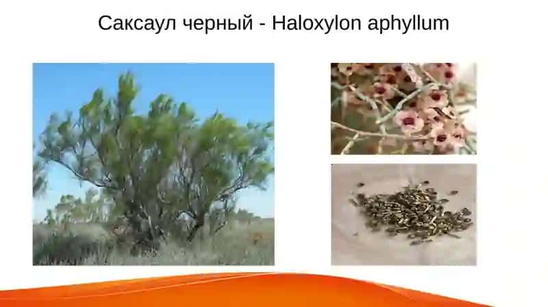 Пустынные пастбища Узбекистана 4