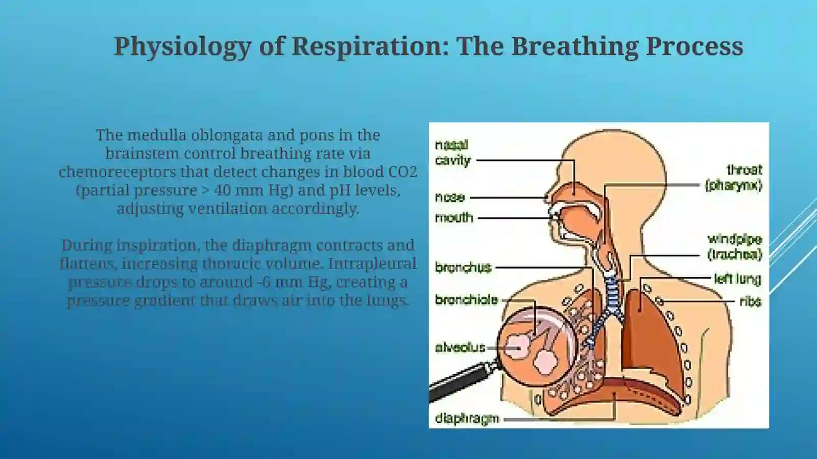 Respiratory system 4
