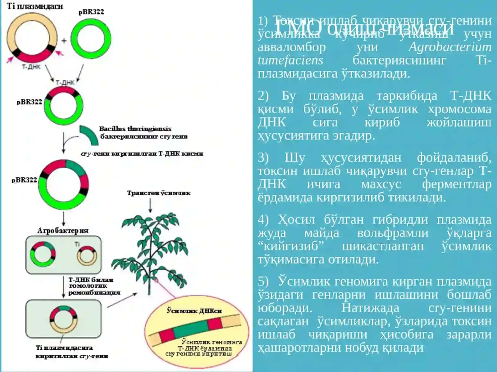Рекомбинант ДНК Технологиялари 4
