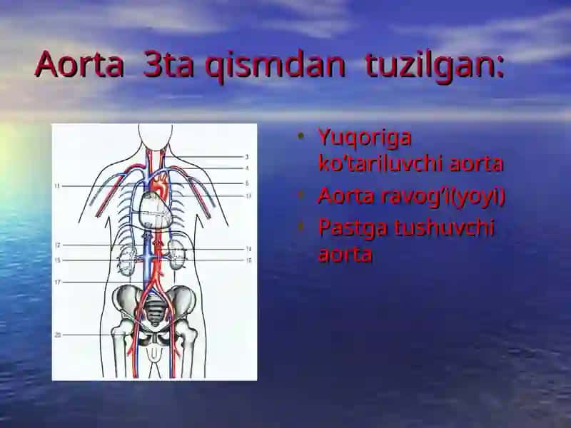 AORTA qon tomiri 4