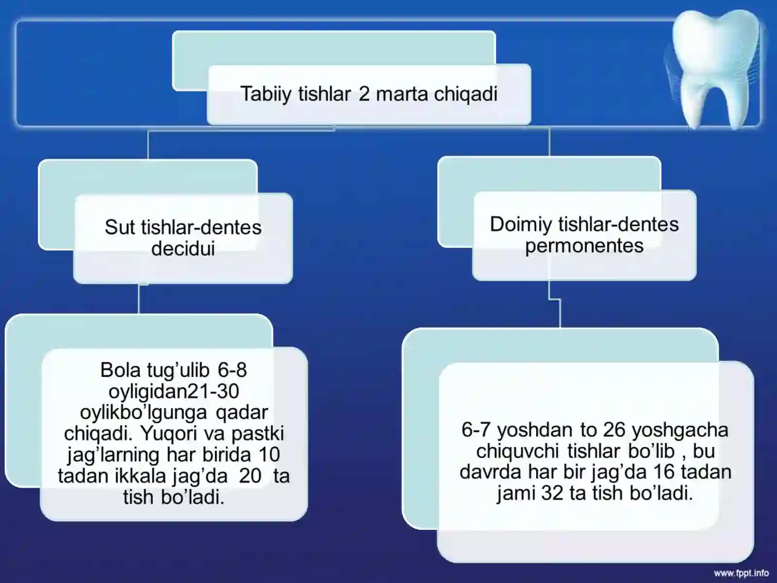 Tishlarning anatomik va gistalogik tuzilishi slayd prezintatsiya taqdimot mustaqil ish 4