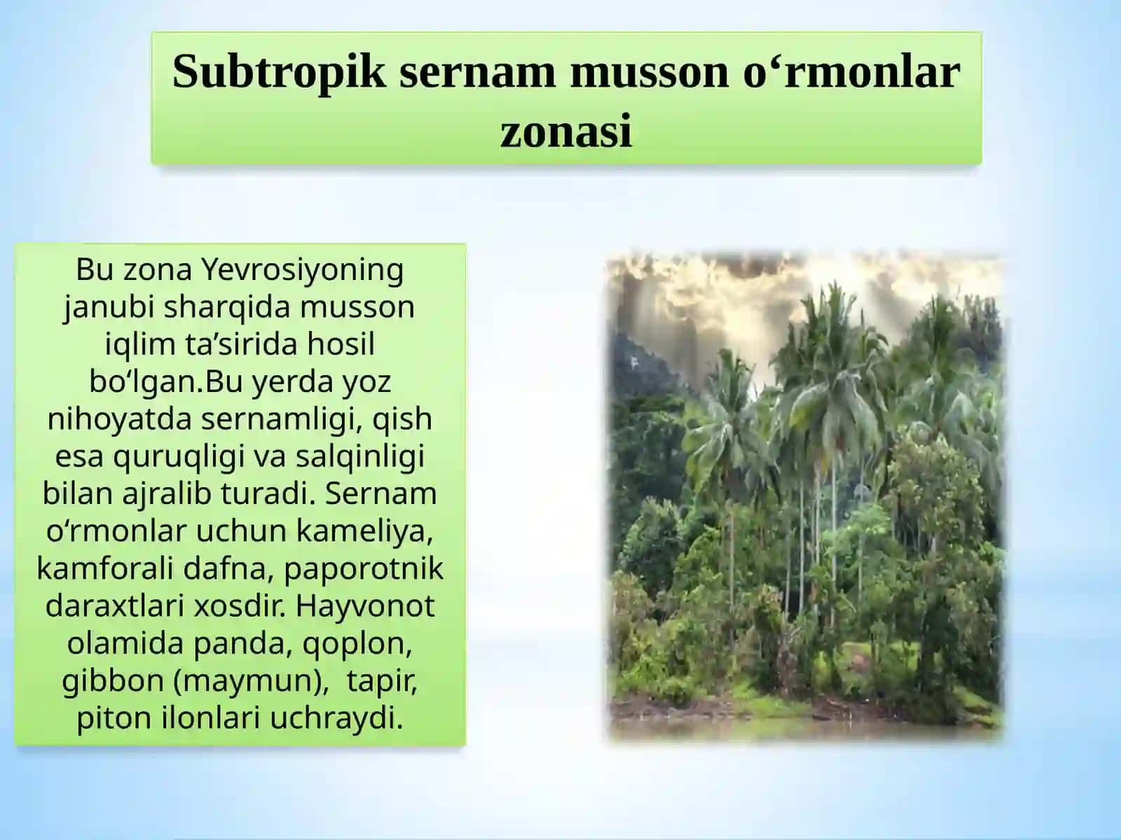 Subtropik Sernam Musson O‘rmonlar Zonasi 4