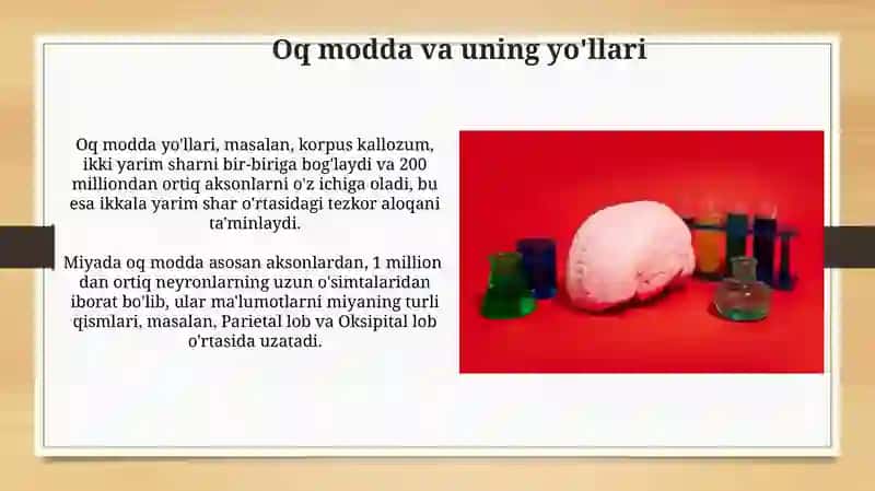 Limbik sistema 4