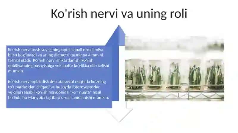 Ko'rish o'tkirligi va ko'r dog'ini aniqlash (mariott tajribasi) 4