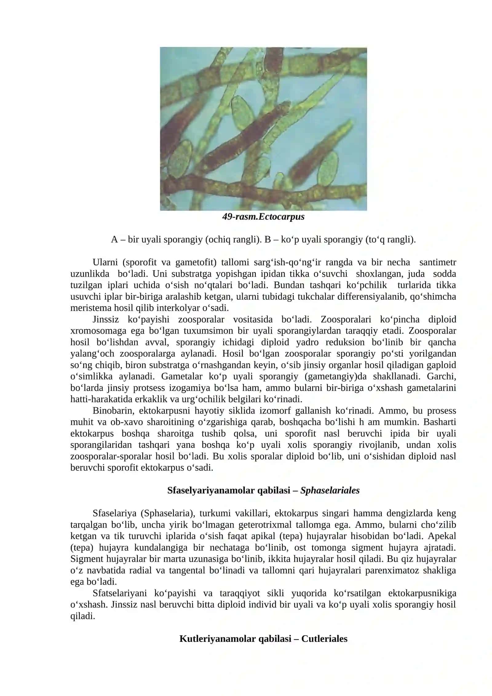 Qo‘ng‘ir suvo‘ttoifalar BO‘LIMI – PHAEOPHYTA 4