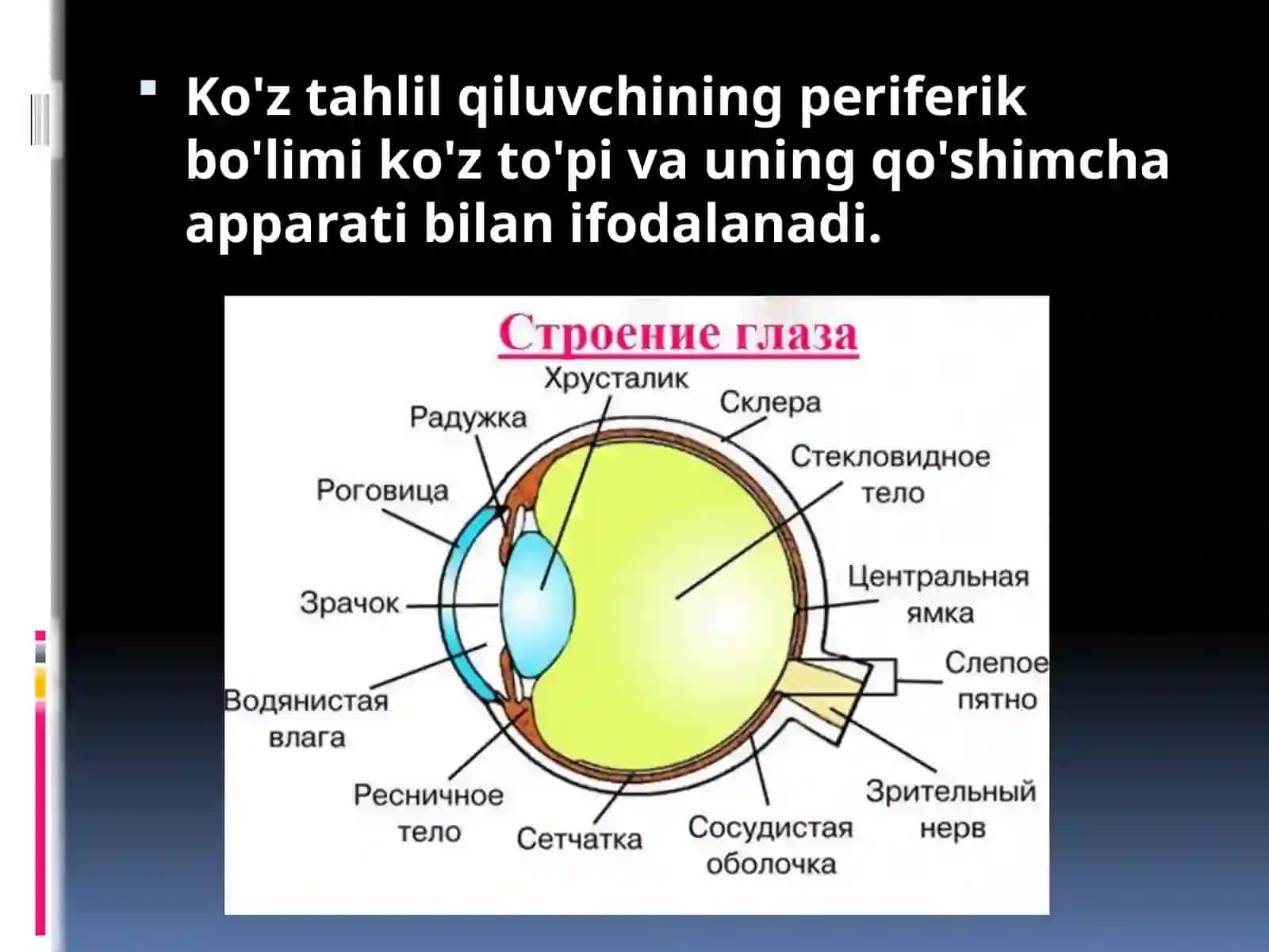 Ko'rish analizatori anatomiyasi va patologiyasi 4