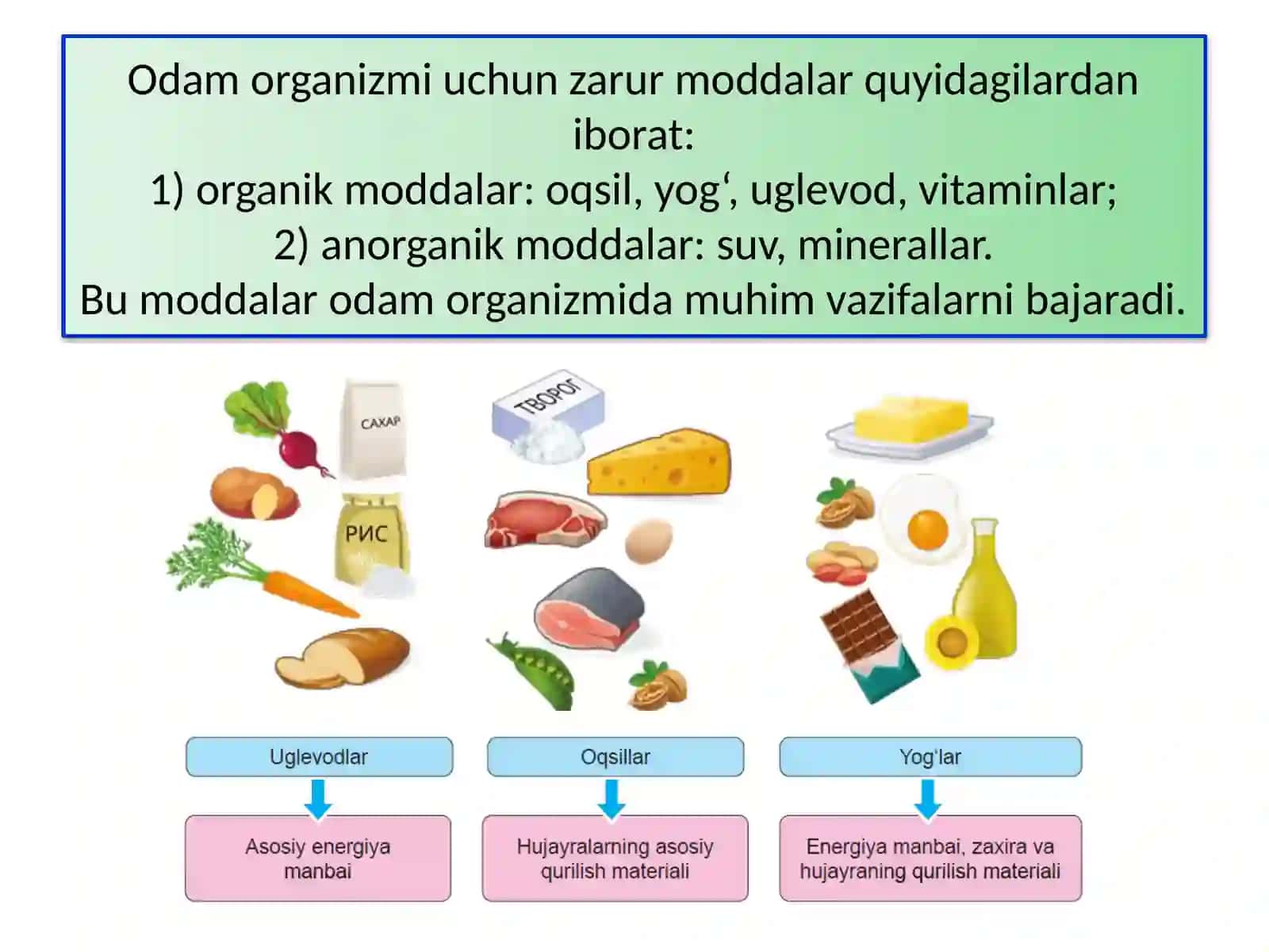 Odamning ovqat hazm qilish sistemasi 4