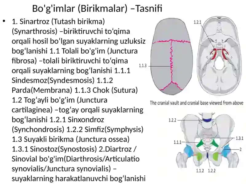 Birlashuvlar. Umurtqalar birlashuvi, umurtqa pog’onasi. Tana suyaklarining birlashuvi. Ko’krak qafasi. Yelka kamari va qo’l erkin qismi suyaklarining birlashuvi: hosil bo’lishi, tuzilishi, harakat o’qlari va sathlari. 4