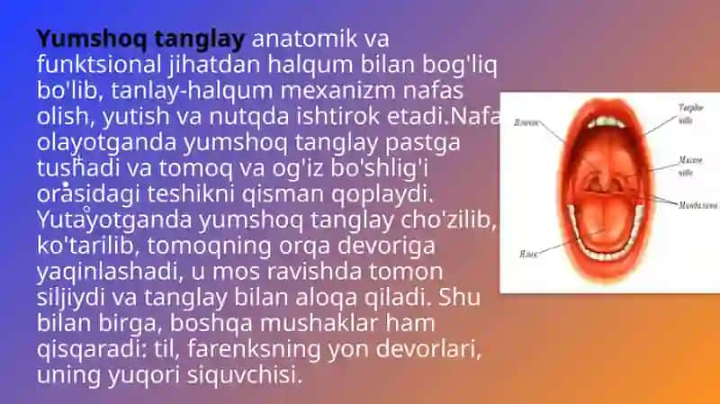 Normada va tug’ma tanglay yoriqliklarida tanglay-halqum birikish mexanizmi 4