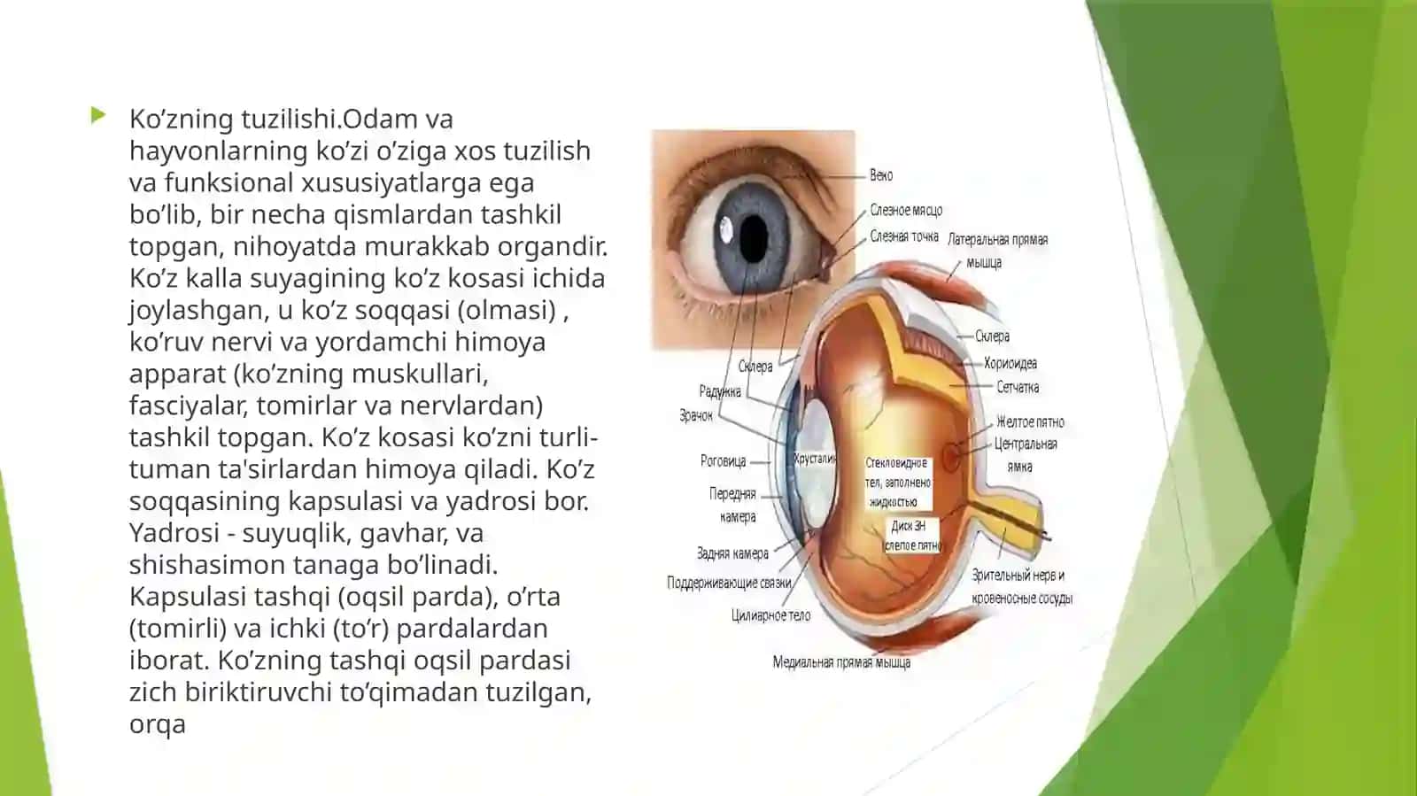 Analizatorning yosh xususyatlariva gigienasi 4