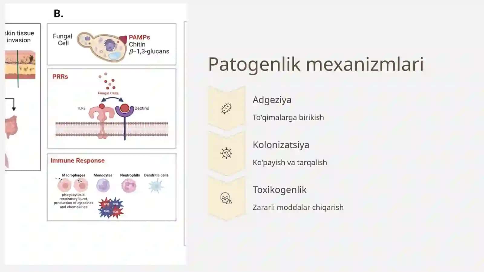 Patogen zamburugʻlar chaqiruvchi kasalliklar va ularni laboratoriya diagnostikasi 4
