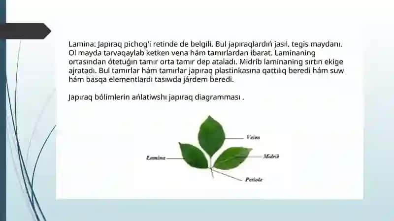 Japıraq marfalogiyasi tuzulishi 4
