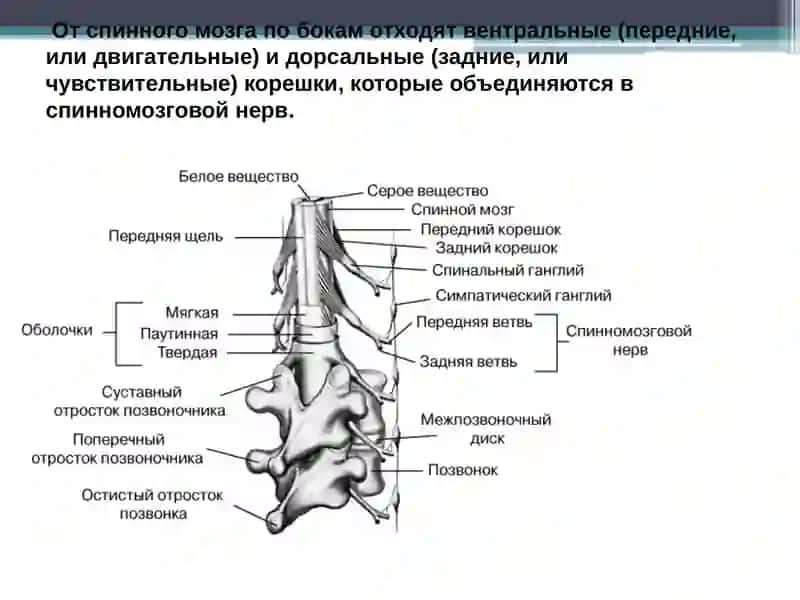 Топографическая анатомия спинного мозга 4