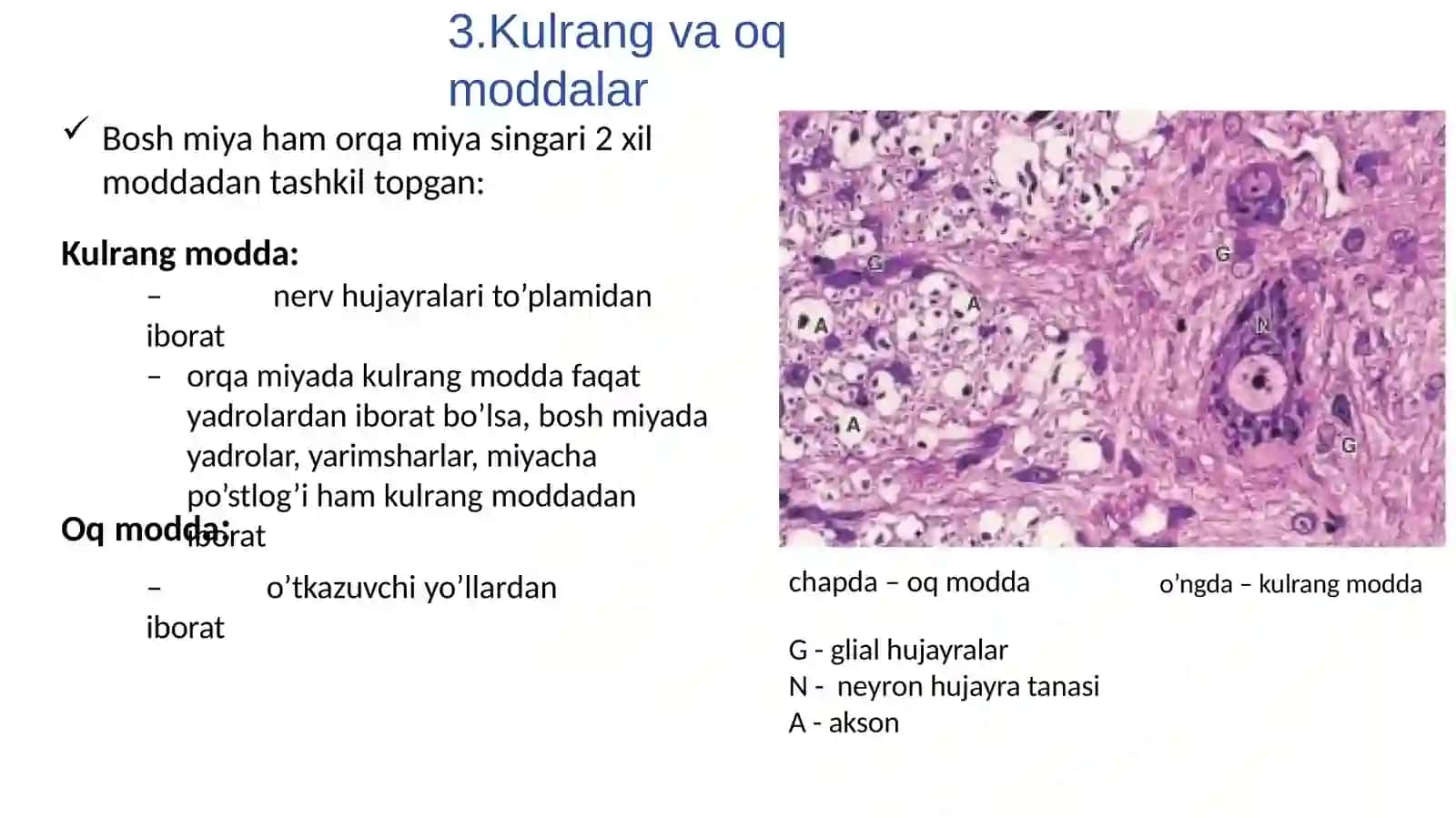 Markaziy nerv tizimi gistalogiyadi 4