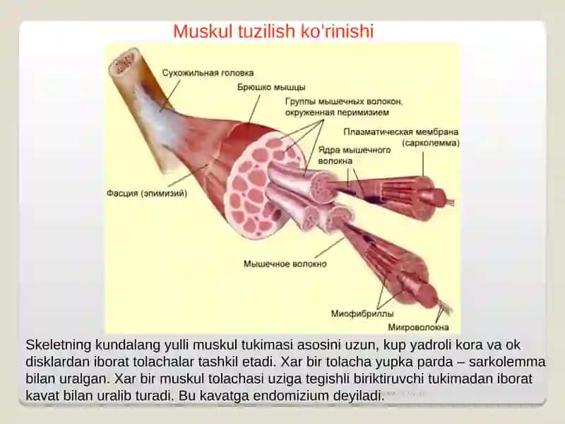 MUSKULLAR REGENERATSIYASI. 4