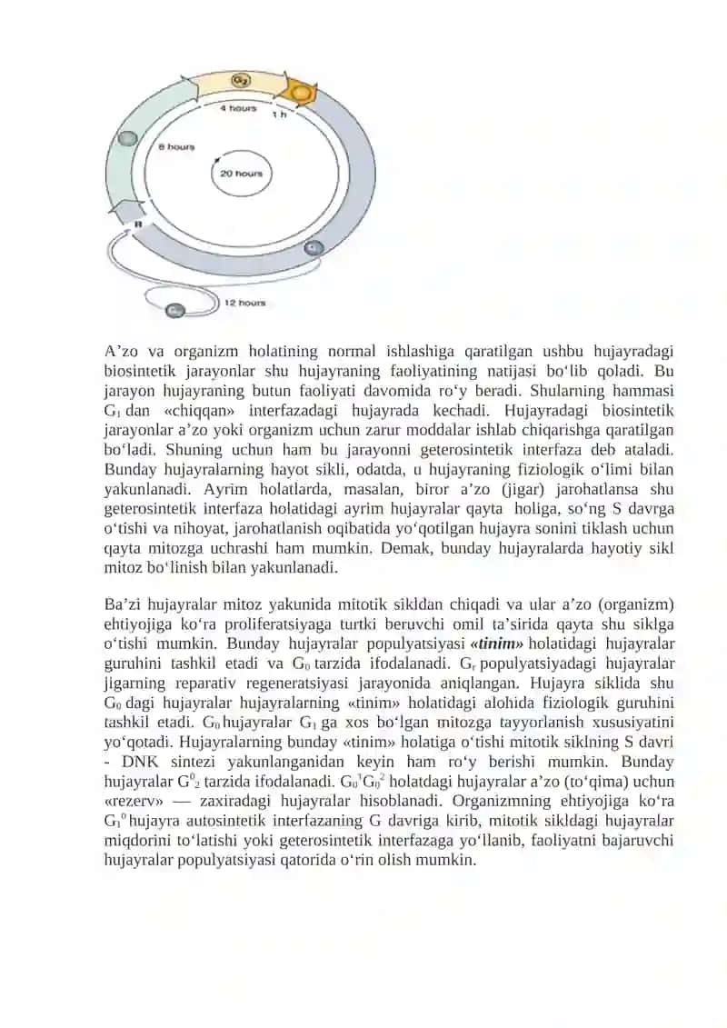 Hujayralarning mitotik bo’linishi va hayotiy sikli 4