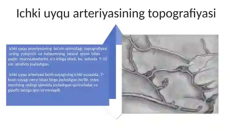 Ichki uyqu arteriyalari, ularning tarmoqlari va topografiyasi 4