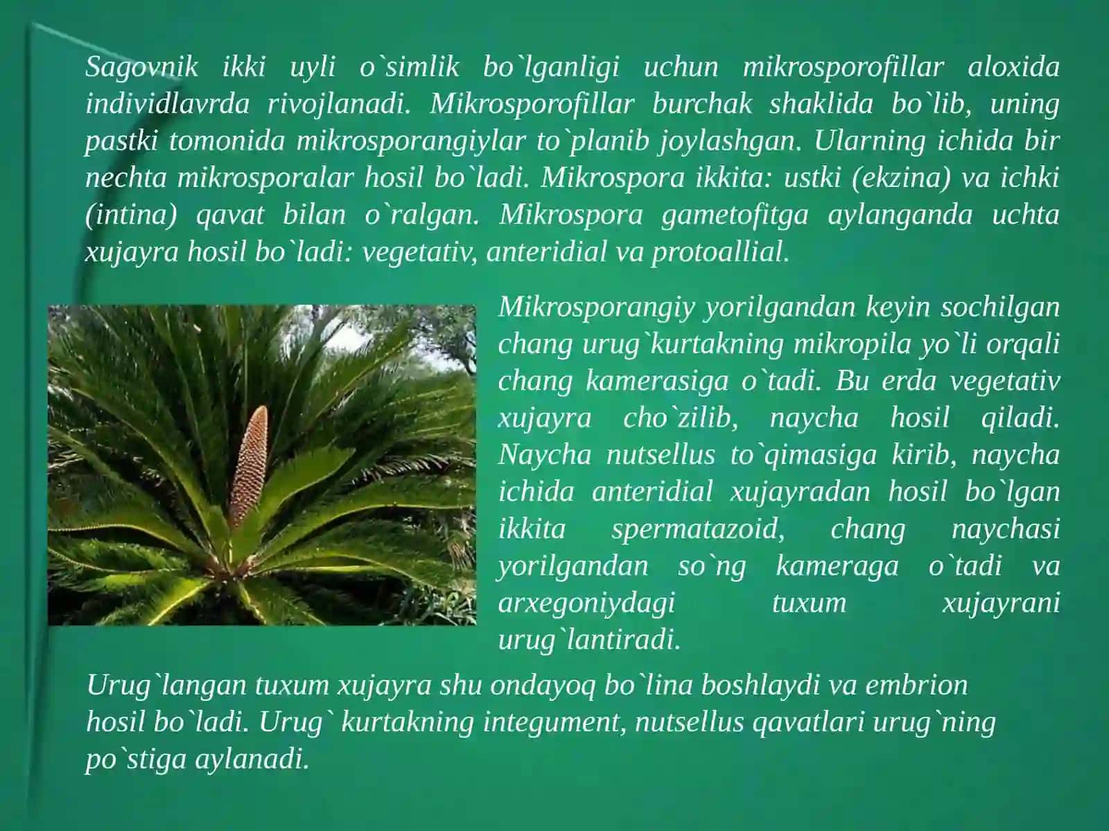 Qarag`aytoifa(ochiqurug`li) (PinophtaGymnospermae) 4