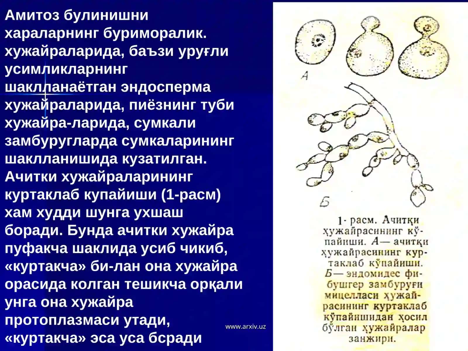 Амитоз булиниши 4