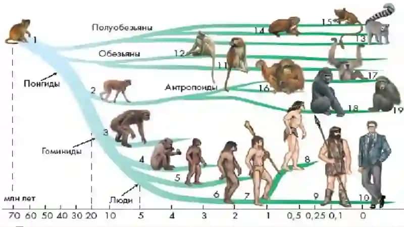 Antropogenez. Odam evolutsiyasi 4