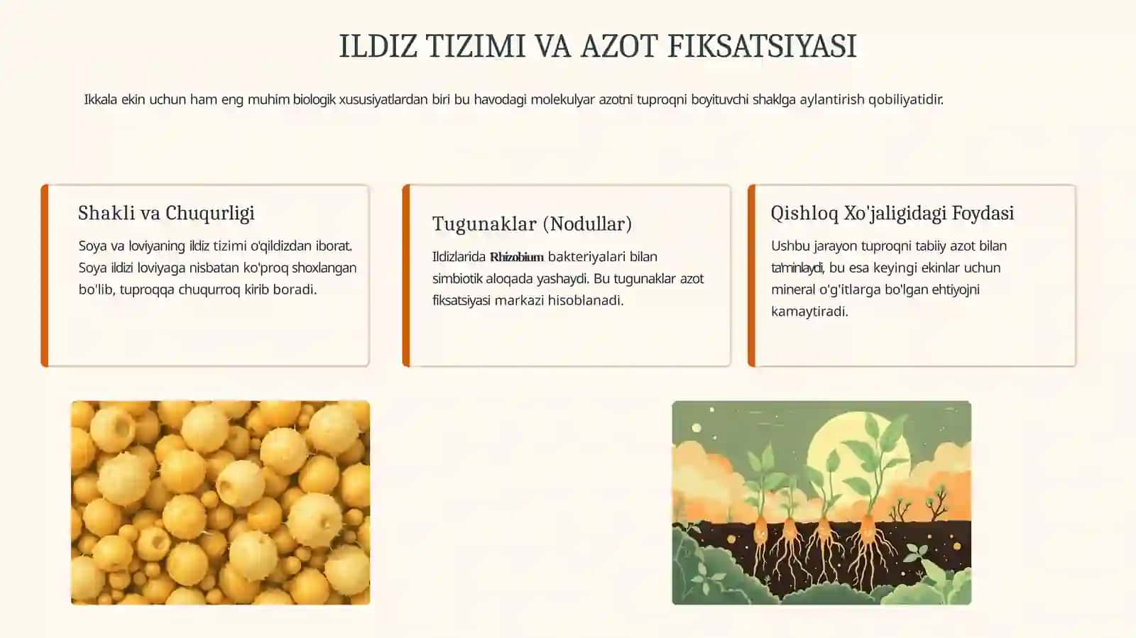 Soya va Loviyaning Asosiy Xususiyatlari 4