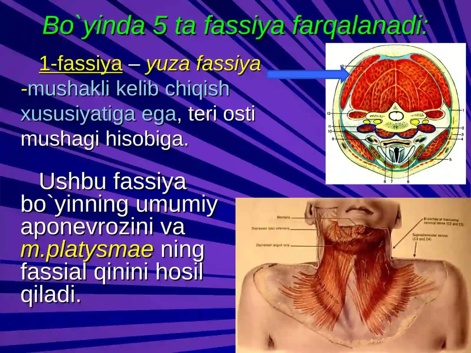BO`YIN SOHASINING KLINIK ANATOMIYASI VA ОPERATIV JARROHLIK ТEXNOLOGIYASI 4