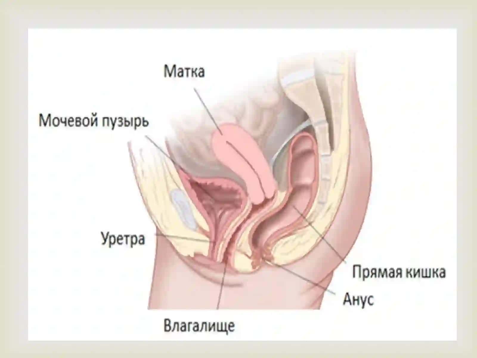 Аёллар жинсий аьзолари жойлашиши 4