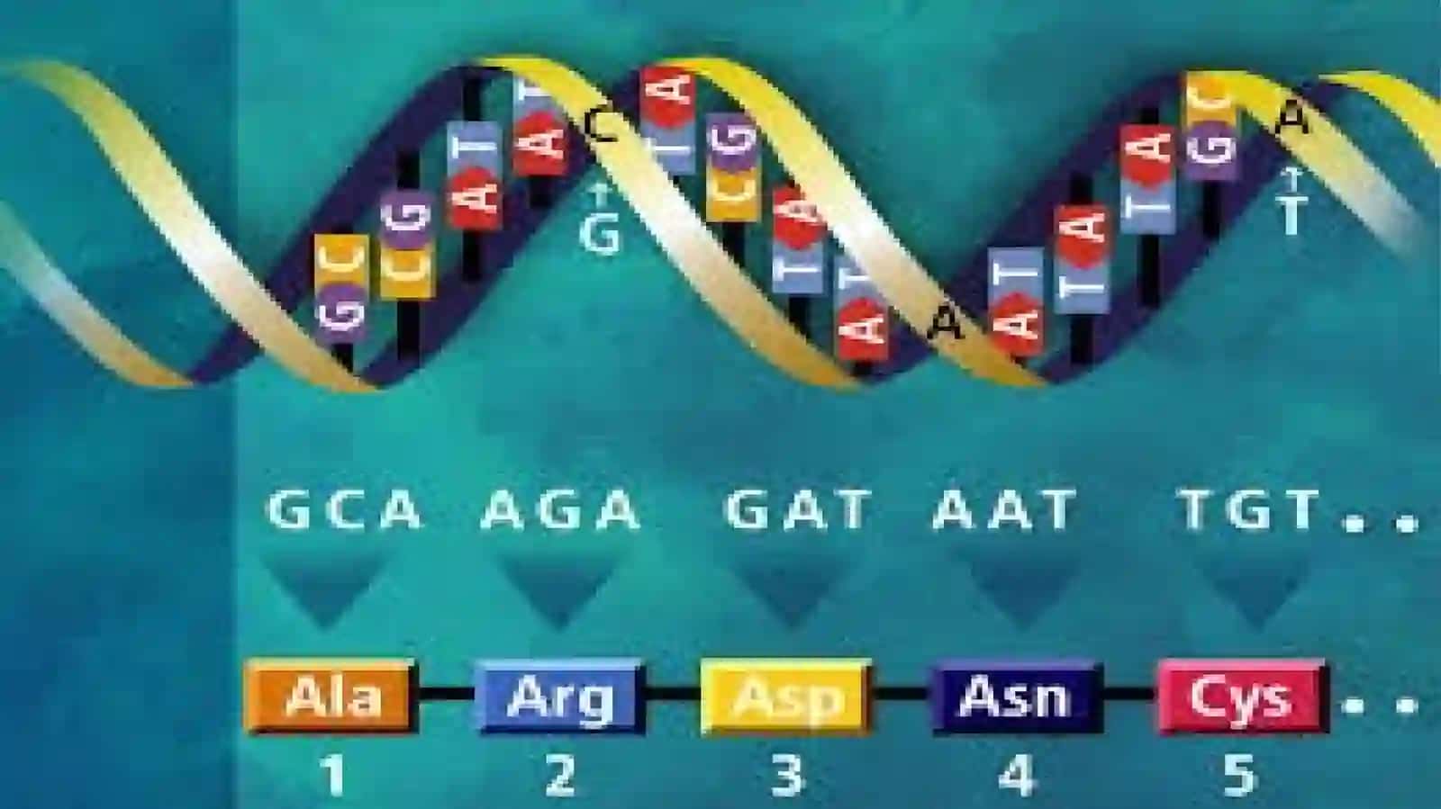 Oqsilbiosintezi (translyatsiya) 4