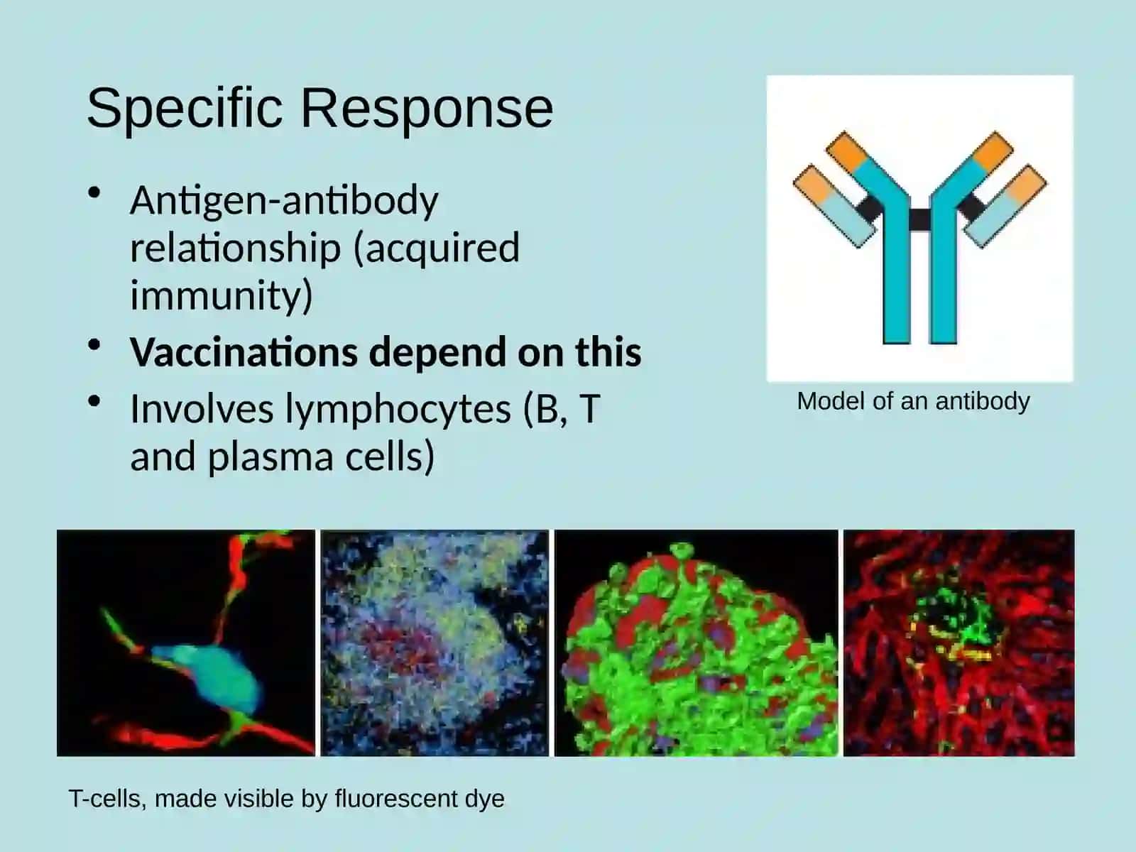 Basic Organization and Function of the Immune System 4