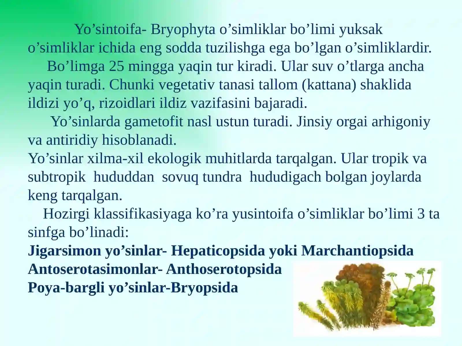 Yo‘sintoifa(moxtoifa) - Bryophytao‘simliklarbo‘limi 4