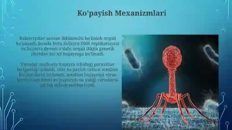 Bakteriyalar va Viruslar: Ta'rif, Tuzilish va Ko'payish 4
