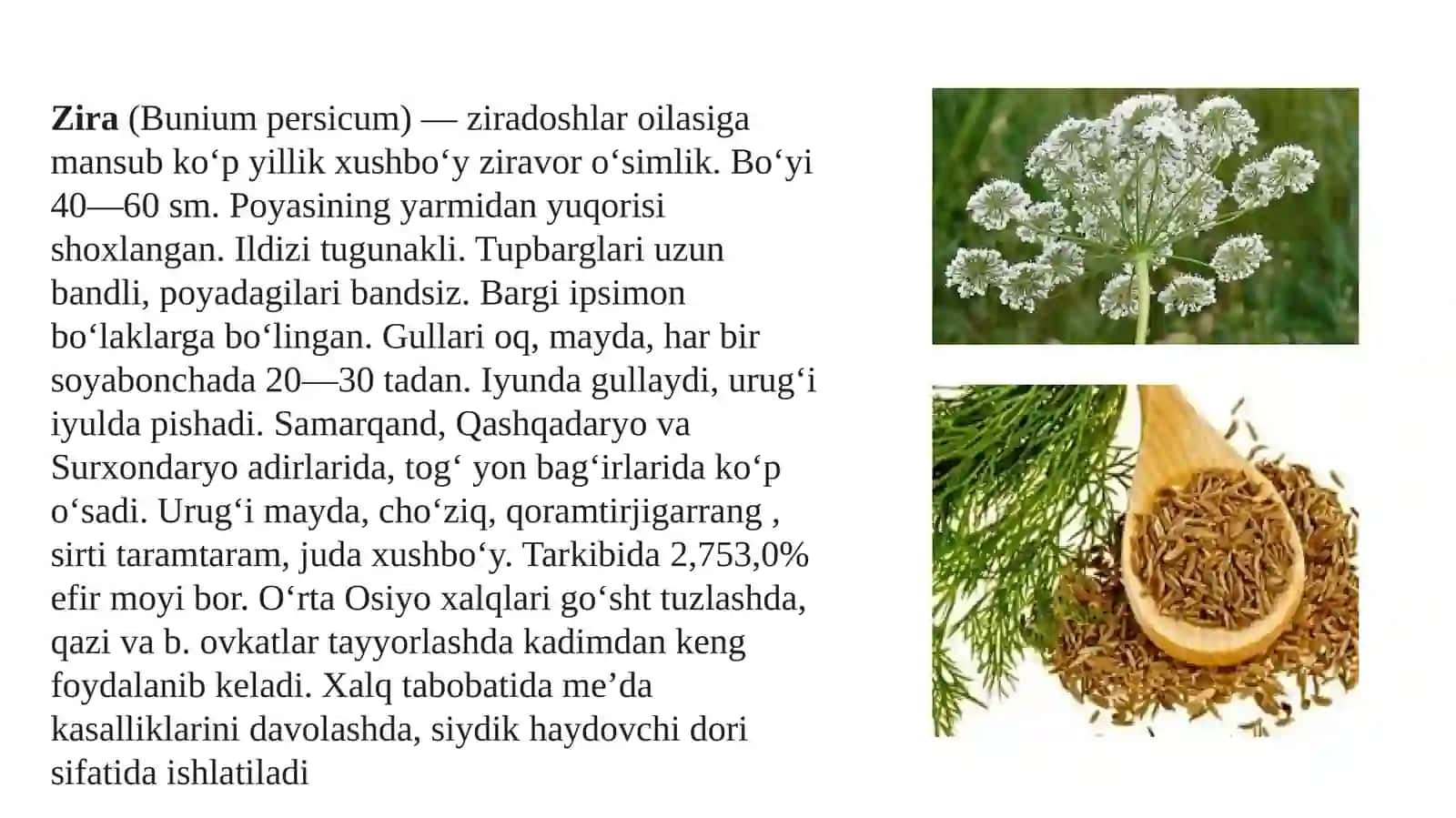 ZIRADOSHLAR (APIASEAE) OILASI TURKUMI TURLARI NOMENKLATURASINI TAHLILI VA O’RGANISH QOIDALARI 4