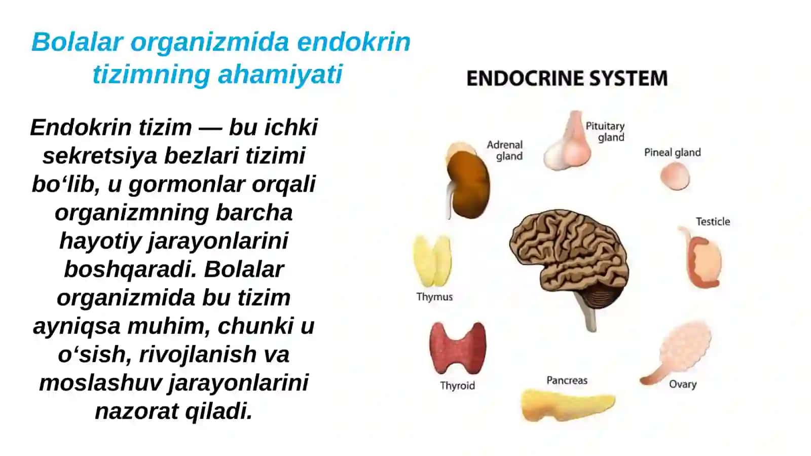 Bolalarda endokrin tizim aʼzolarining anatomo-fiziologik xususiyatlari 4