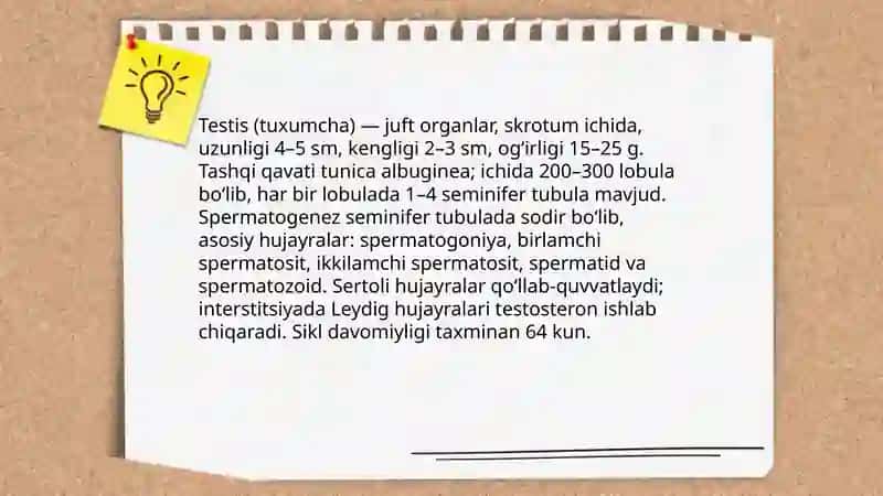 Jinsiy aʼzolarning tuzilishi va vazifasi 4
