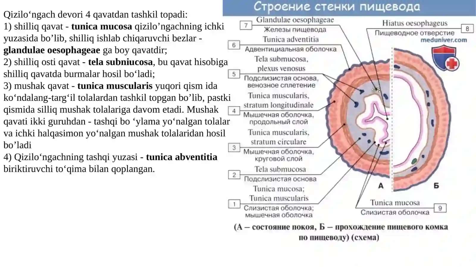 Ma'ruza-2.Qizilungach, qorin boʻshligʻi a'zolari haqida umumiy ma'lumot. Me'da. Ingichka va yoʻgʻon ichak: tuzilishi, farqlari 4