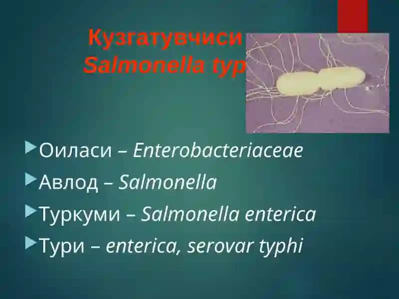 Ич терлама –қорин тифи (typhus abdominalis) 4