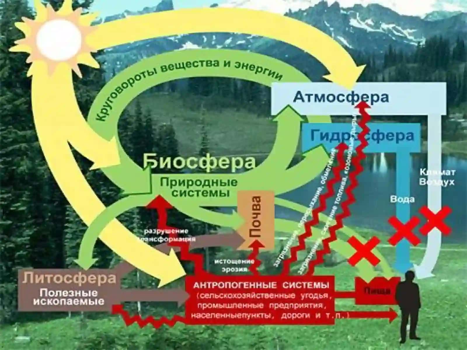 Biosfera, uning tarkibi va xossalari 4