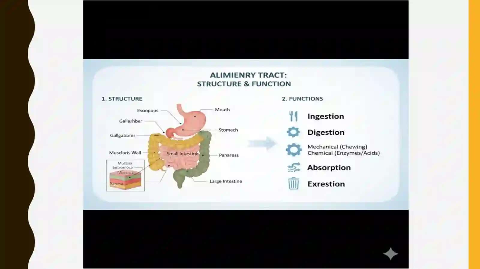 THE ALIMENTARY TRACT OF A HUMAN BEING 4