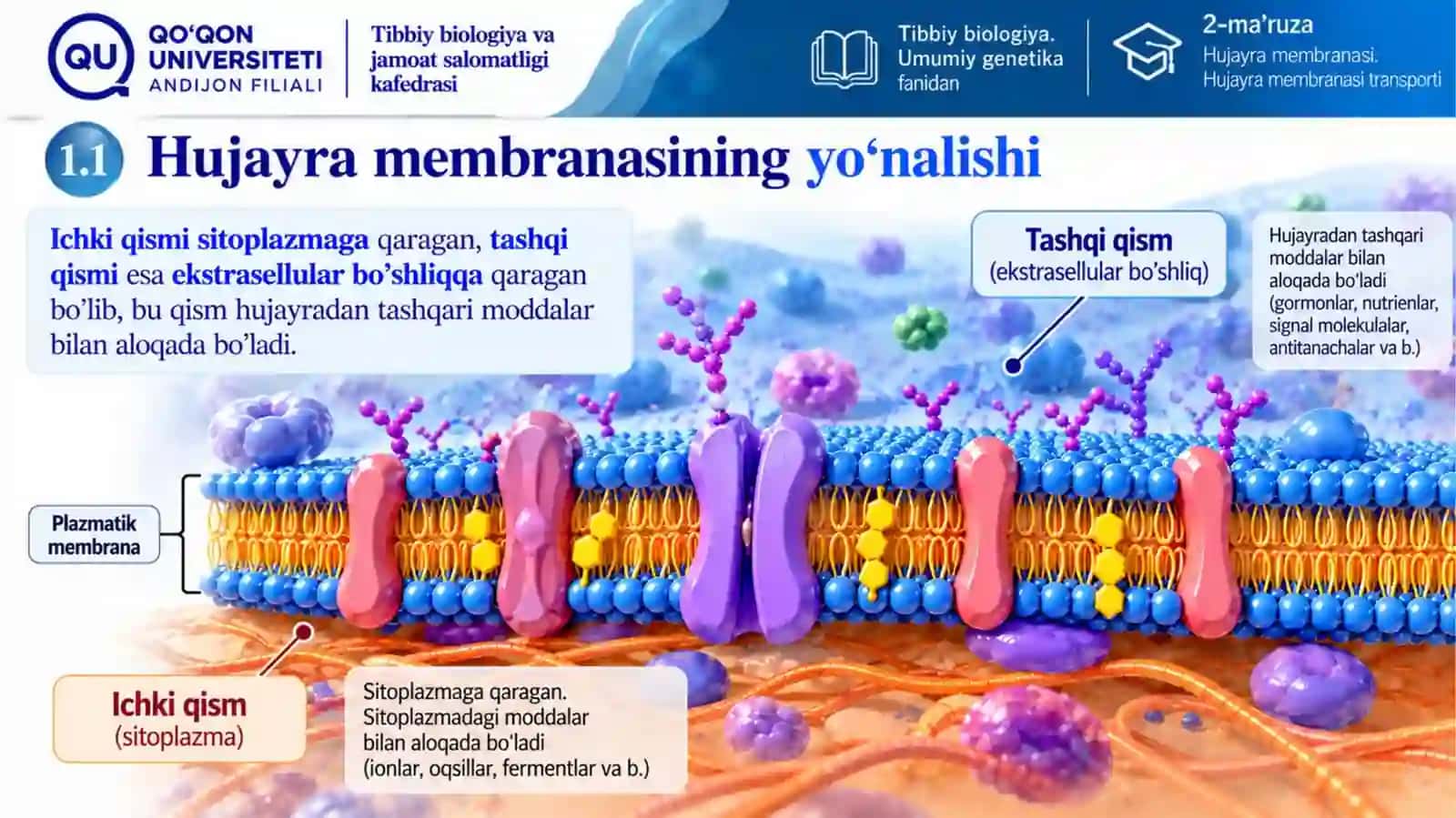 HUJAYRA MEMBRANASI 4