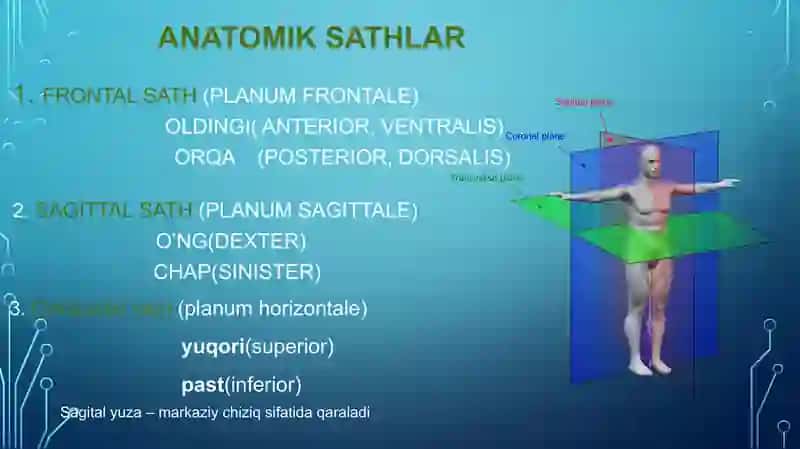 Odam anatomiysi 4