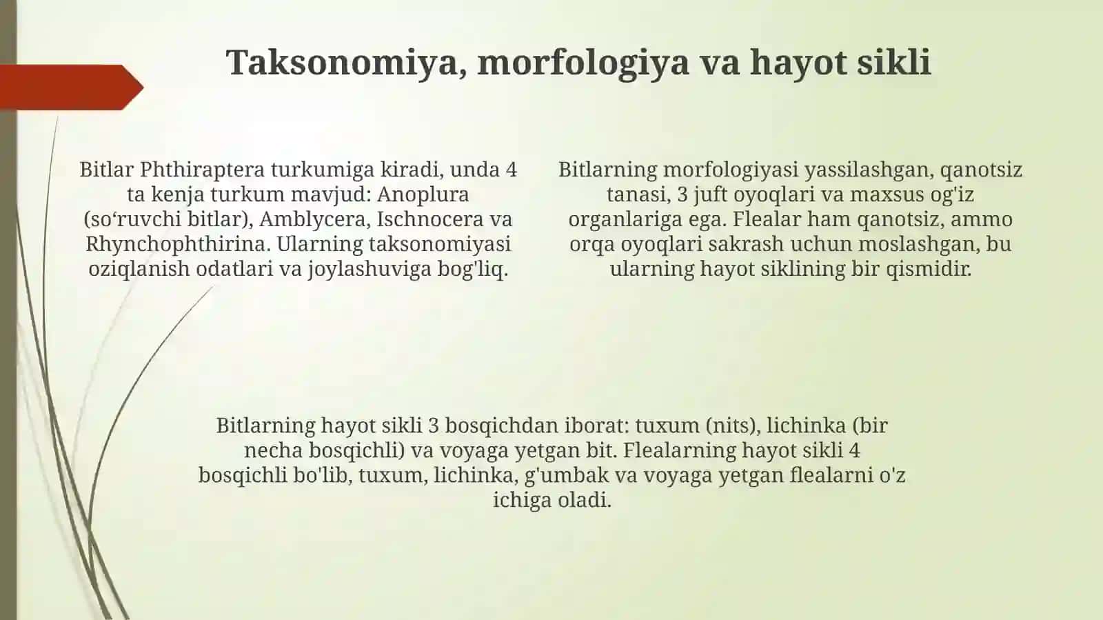 Bitlar va burgalar: umumiy ko'rinish 4